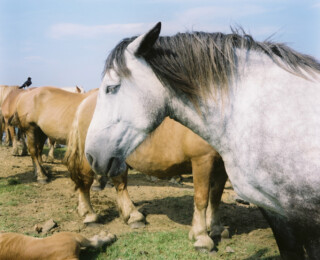 複数の馬の画像