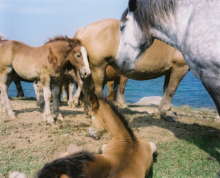 複数の馬の画像